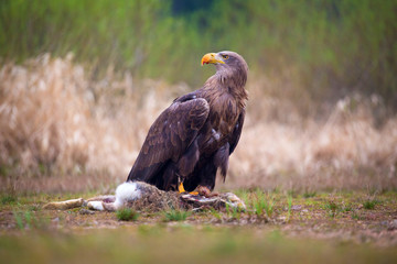 sea eagle