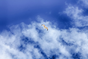 seagulls flying over the sky with white clouds