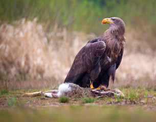 sea eagle