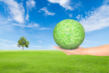 green grass field with tree and blue sky