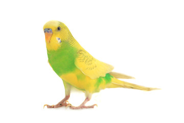 budgie