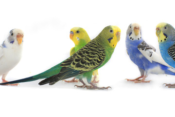budgie
