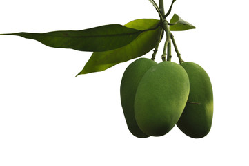 Isolated Indian Mangoes