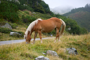 Pferd in den Alpen