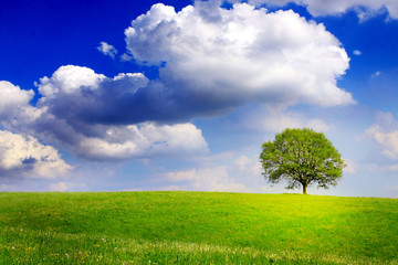Fototapeta na wymiar Summer landscape and green tree.