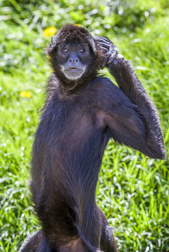 Ateles Geoffroyi Vellerosus Spider Monkey