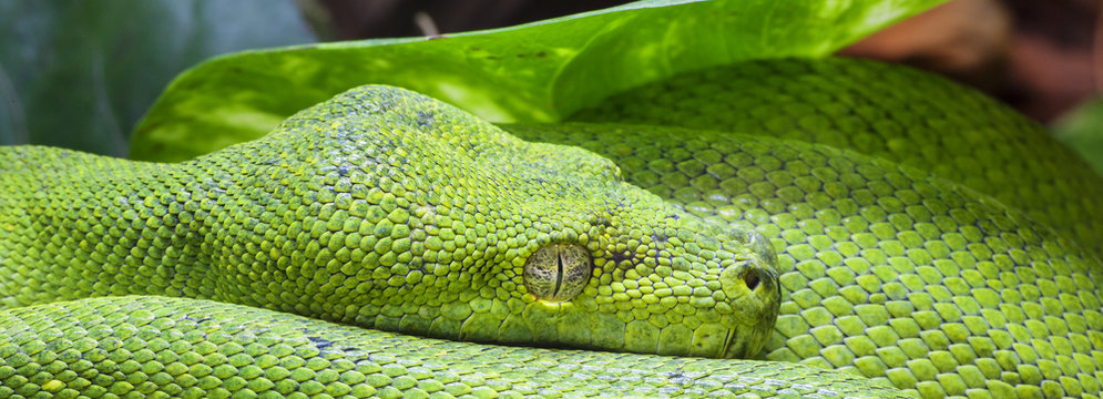 Panoramic green python