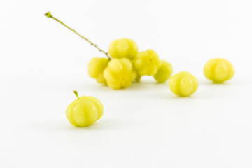 Star Gooseberry. (Phyllanthus acidus Skeels)