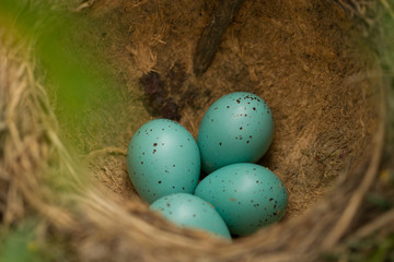 eggs in a nest of a song thrush
