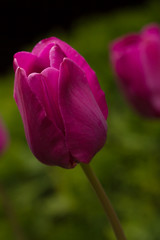 Obraz premium tulip in the field