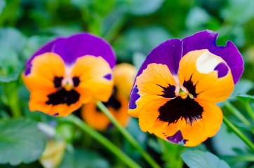 Orange and Purple  pansy flowers