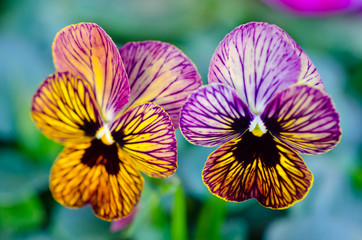 Fleurs de pensée violettes et jaunes
