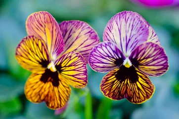 Foto op Plexiglas Viooltjes Purpere en Gele viooltjebloemen