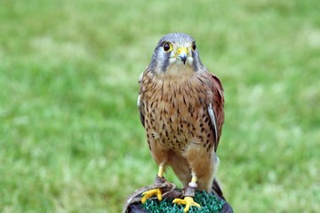 bird of prey