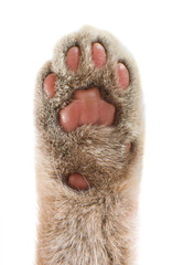 paw © tankist276
