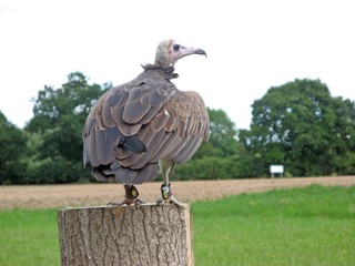 bird of prey