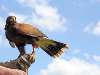 bird of prey