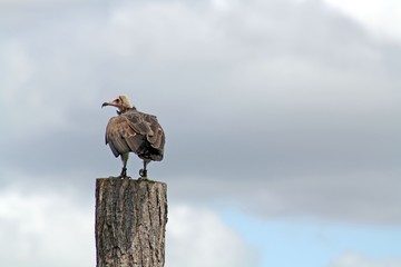 bird of prey