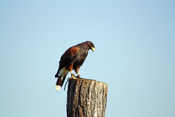 bird of prey