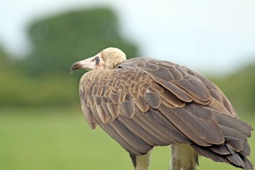vulture