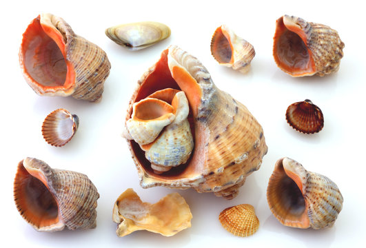 Shells and Rapana isolated on white