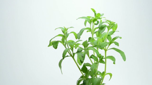 Stevia,frische Pflanze auf einem Drehteller