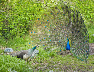Fototapeta premium Peacock and peahen courting