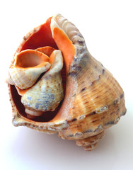 Naklejka premium Rapanas isolated on white