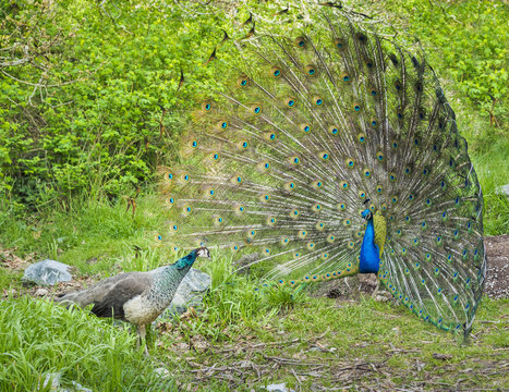 Fototapeta Peacock and peahen courting