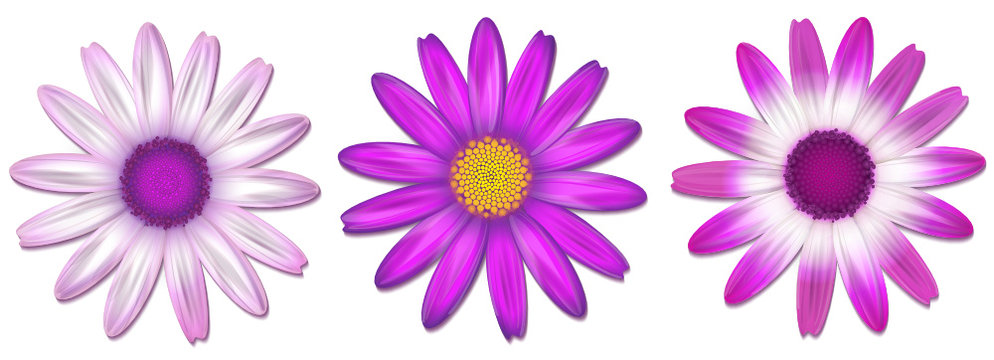 Bl&uuml;ten Set