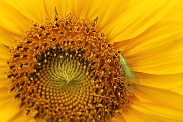 Sonnenblume mit Florfliege / Sunflower with Lacewing