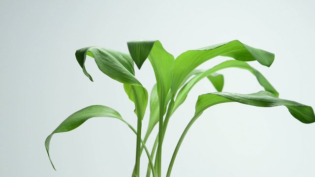 B&auml;rlauch, Allium ursinum, frische Pflanze