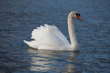 swan on lake