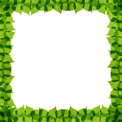 Green birch leaves frame