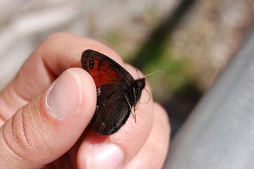 Schmetterling in der Hand