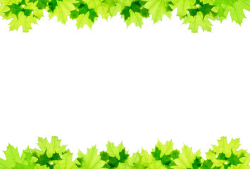 Frame of green maple leaves