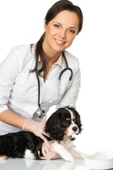 Veterinary woman holding spaniel with wounded leg