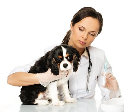 Young brunette veterinary woman with spaniel holding syringe