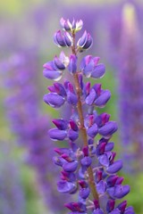 Blaue Lupine / Lupinus angustifolius