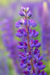 Blaue Lupine / Lupinus angustifolius