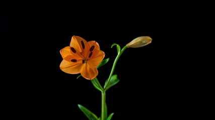 Lily flowers blooming on black background
