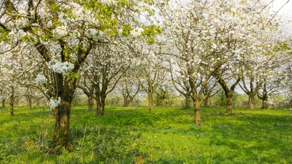 Blooming fruit orchard in spring