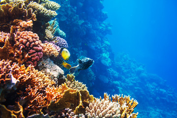Fototapeta premium Coral fish