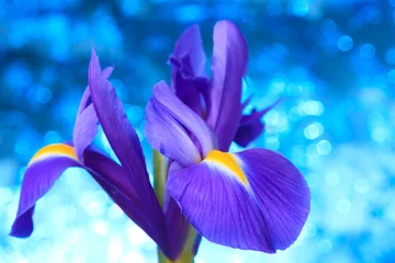 Foto op Plexiglas Iris Mooie blauwe iris bloemen achtergrond