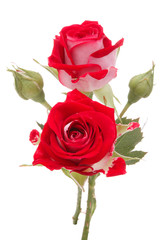Fototapeta premium Red rose flower bouquet isolated on white background cutout