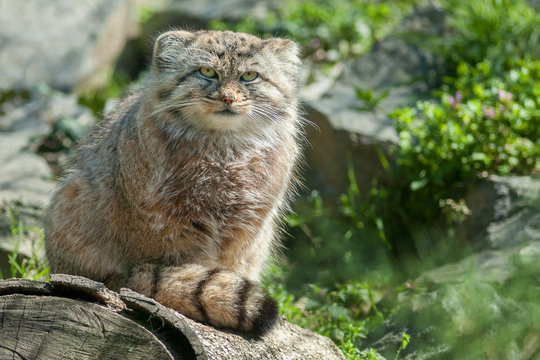 manul or pallas cat
