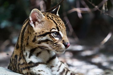 Ocelot, .