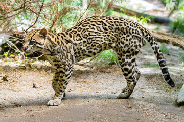 Ocelot,
