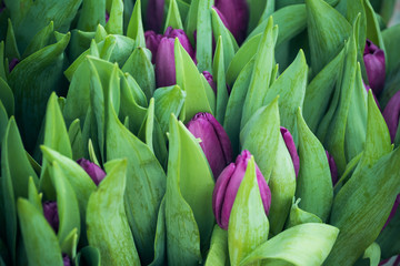 Fototapeta premium buds and leaves of purple tulips