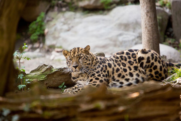 amur leopard